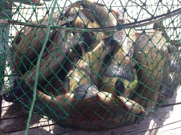 4.Линь клюет.JPG