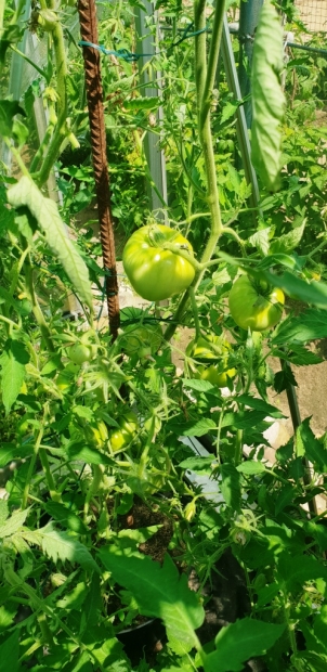 20180628_120655.jpg
