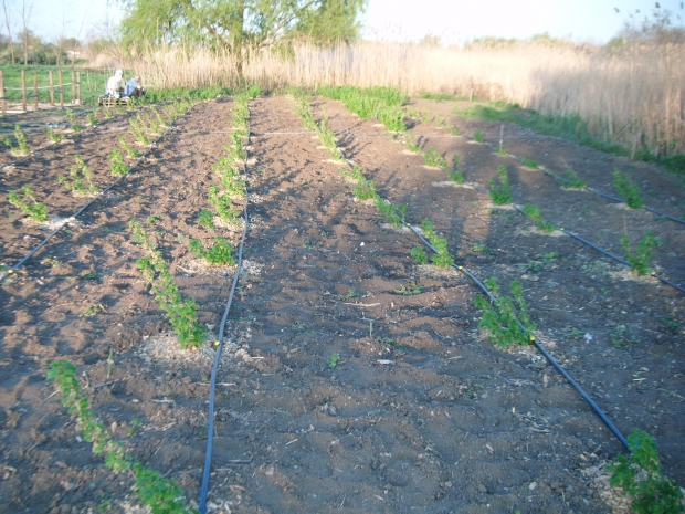 DSCF8263.JPG