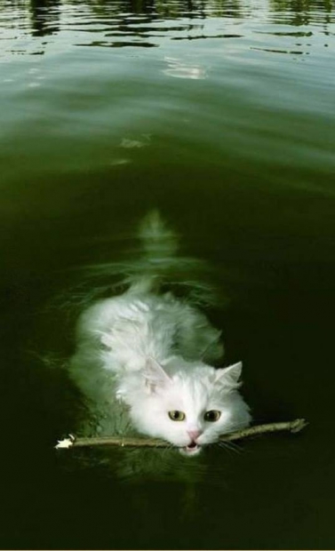 Котопес.jpg