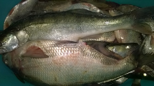 WP_20150327_003 1.jpg