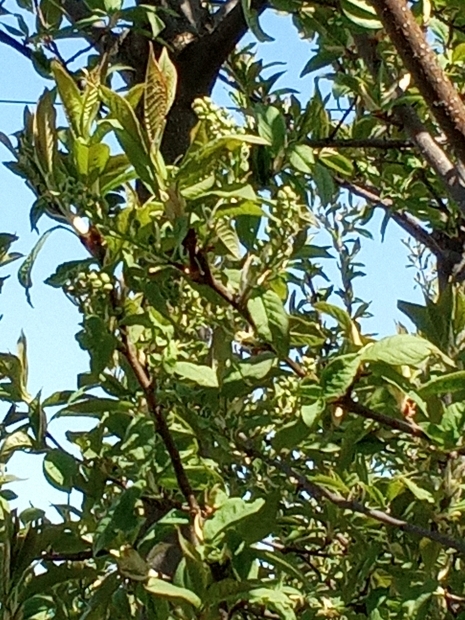 IMG_20260505_102527.jpg