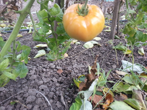 20161012_115714.jpg