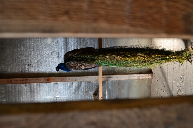 DSC_0014.JPG