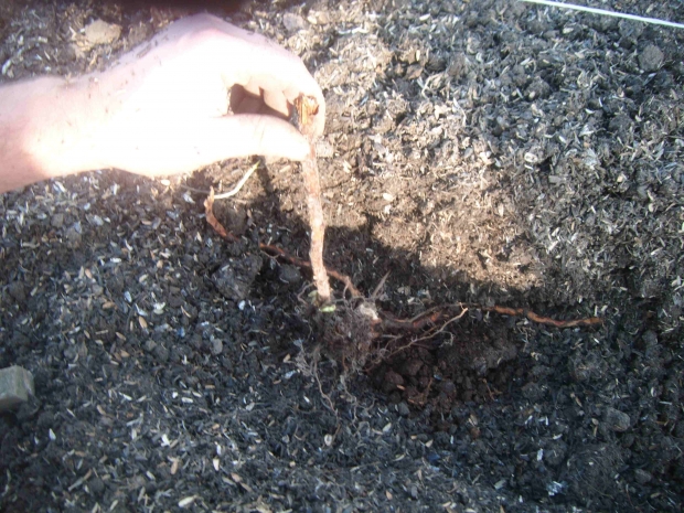 DSCF4546.jpg