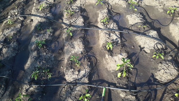 20150601_172643.jpg