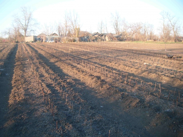 DSCF4556.jpg