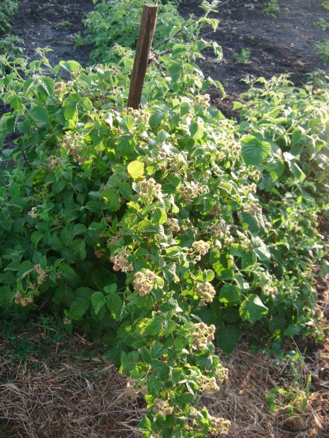 DSCF6004.jpg