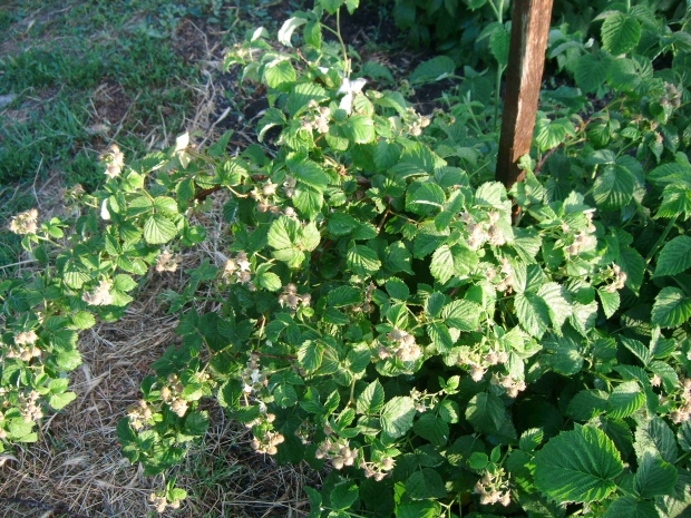 DSCF6005.jpg