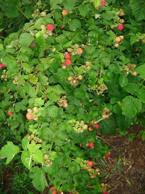 DSCF6058.jpg