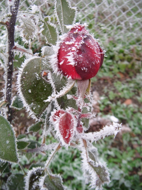 DSCF8057.JPG