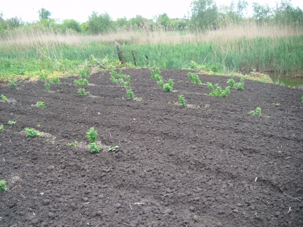 DSCF7645.JPG